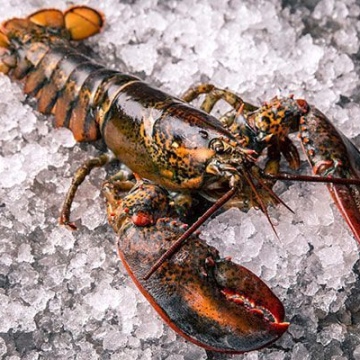 İSTAKOZ BÜTÜN DONUK